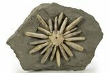 Jurassic Club Urchin (Asterocidaris) - Boulemane, Morocco #318982-1